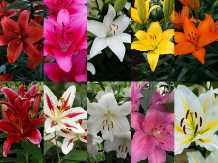 Crini LA - Pachet 10 crini asiatici si orientali