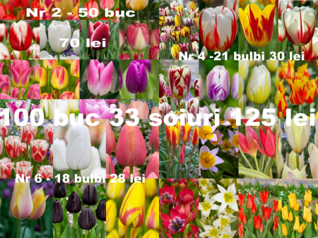 triumph - Pachet 100 bulbi 33 soiuri lalele simple si botanice