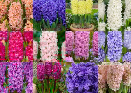 Zambile - Pachet  12 buc zambile simple si duble  marime 15/16