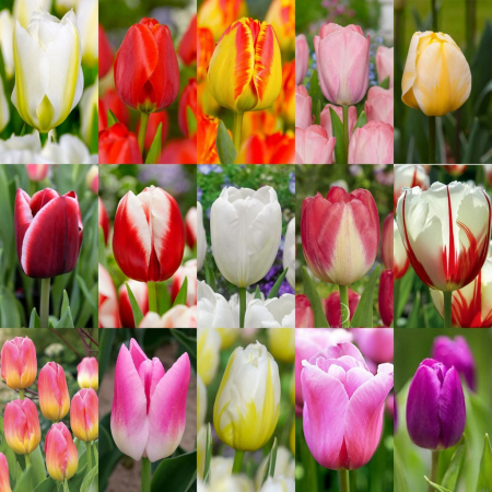 triumph - Pachet 2 - mix bulbi lalele simple 50  buc