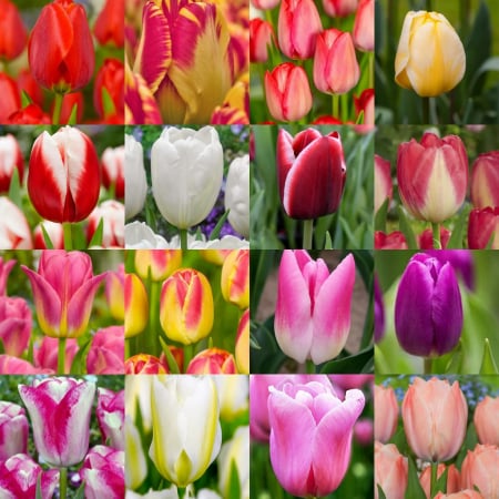 triumph - Pachet 2 - mix bulbi lalele simple 50  buc