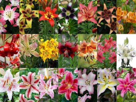 asiatici - Pachet de 21 crini asiatici si orientali marime 14/16, 16/18