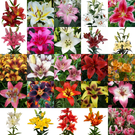 Crini - Pachet 25 crini diferiti