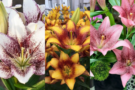 Pachete crini - Pachet 3 crini bicolori bulbi mari 18/20