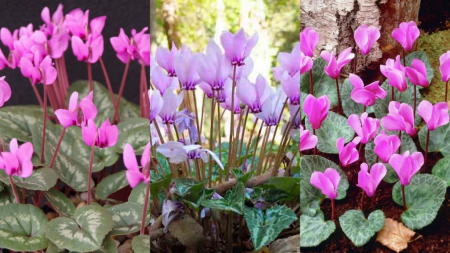 Cyclamen - Pachet 3 soiuri cyclamen de gradina marime 13/15
