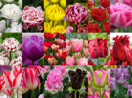 Pachete lalele - Pachet 30 - mix 100 lalele bulbi mari 12