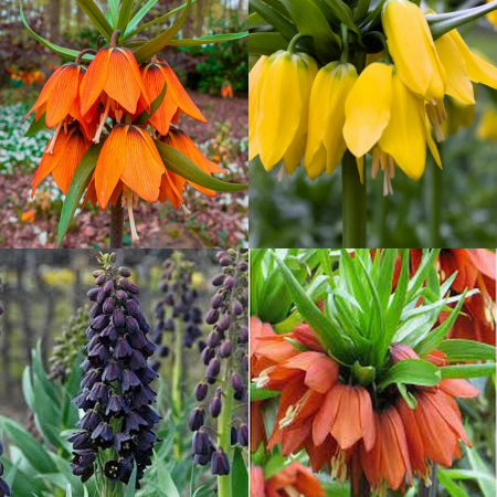 Bulbi de toamna - Pachet 4 fritillarii
