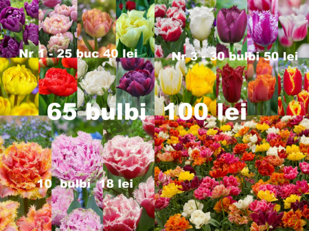 franjurate - Pachet 65 bulbi lalele duble si franjurate