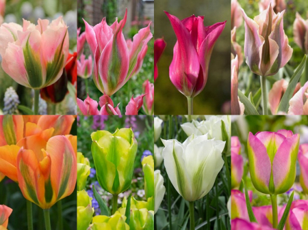 viridiflora - Pachet bulbi lalele viridiflora  8 bucati marime 12+