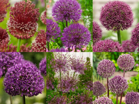 Allium - Pachet allium 6 bucati