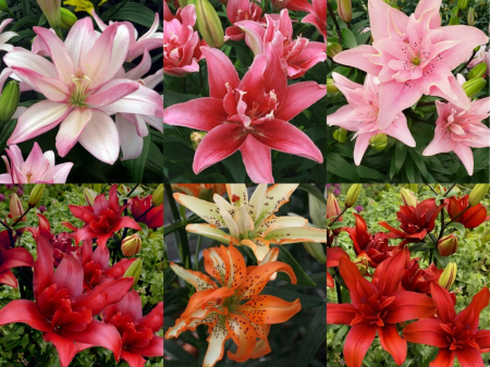 Crini dubli asiatici - Pachet de crini dubli asiatici 6 bucati marime 16/18