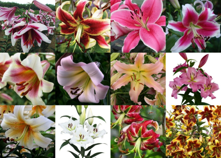 Pachete crini - Pachet format din 12 soiuri de crini OT ( oriental-trompeta) inalti, parfumati, bulbi mari.