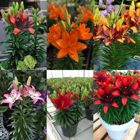 Crini - Pachet crini de ghiveci 6 buc marime 14/16