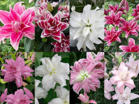 Crini Dubli Orientali - Pachet de crini dubli orientali , batuti, parfumati ,8 bucati marime 16/18 , 18/20