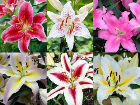 Bulbi de primavara - Pachet 8 crini orientali parfumati bulbi 14/16