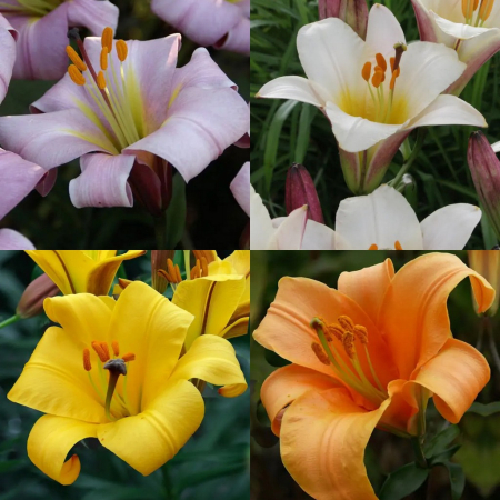 Crini Trompeta - Pachet crini Planet marime 16/18