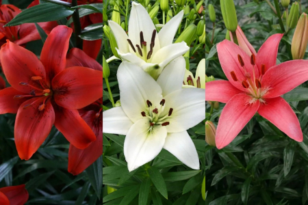 asiatici - Pachet format din 3 crini asiatici simpli.marime 16/18