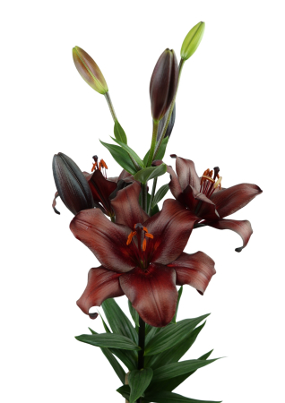 Pachet de crini LA 6 bucati marime 16/18 [1]