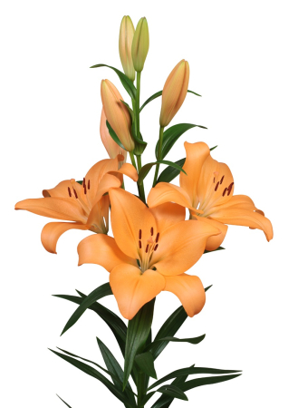 Pachet de crini LA 6 bucati marime 16/18 [2]