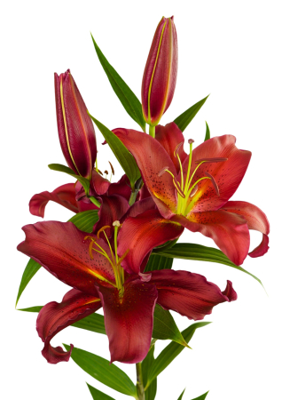 Pachet de crini orientali parfumati 6 buc marime 16/18 [1]