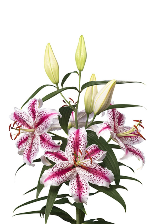 Pachet de crini orientali parfumati 6 buc marime 16/18 [4]