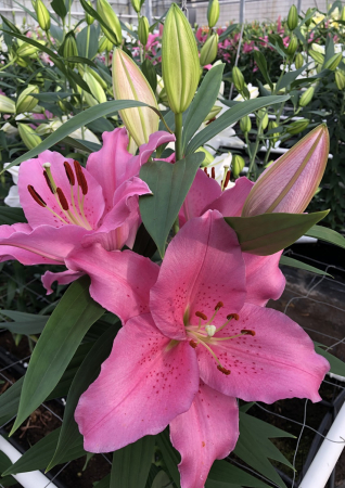 Pachet de crini orientali parfumati 6 buc marime 16/18 [6]