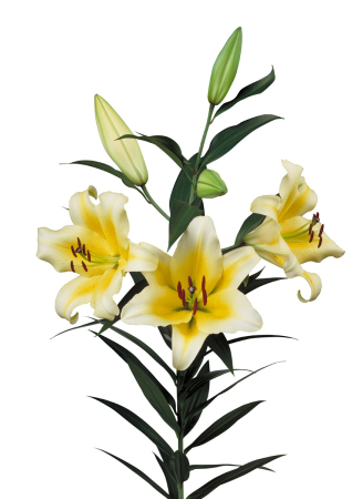 Pachet de 6 crini OT , crini copac parfumati  marime 16/18 [5]