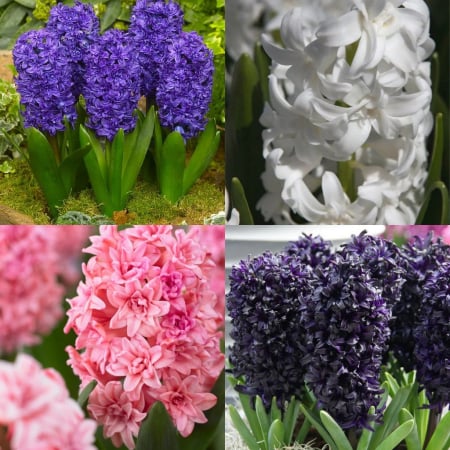 Zambile - Pachet 4 bulbi zambile duble  marime 17/18