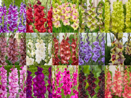 Gladiole - Pachet 40 gladiole diferite marime 12/14