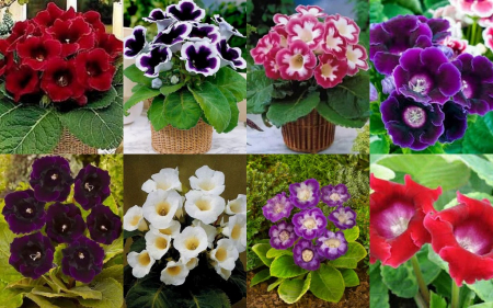 Gloxinia - Pachet gloxinia 8 culori