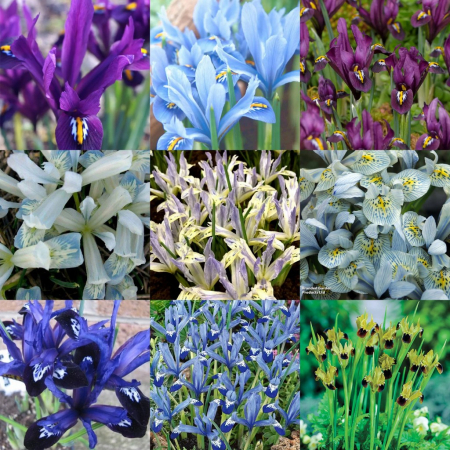 Irisi - Pachet irisi reticulata 9 soiuri 30 buc