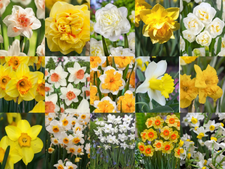 Cyclamineus - Pachet mixt 45 narcise marime 12/14