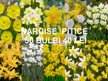 Jonquilla - Pachet narcise pitice 50 bucati