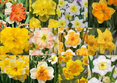 Split Corona - Pachet narcise split corona (fluture) 12 soiuri  12 bucati.