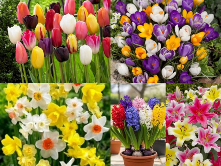 Bulbi de toamna - Pachet de primavara 100 bulbi