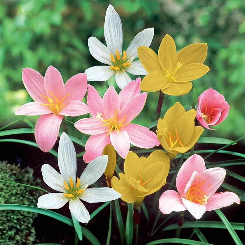Bulbi de primavara - Pachet zephyranthes 15 bulbi