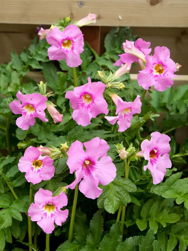 Incarvillea - Incarvillea Delavayi
