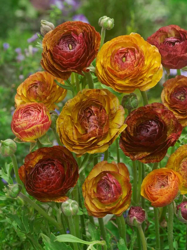 Ranunculus - Ranunculus Aviv Picotee Cafe 5 buc marime 6/7
