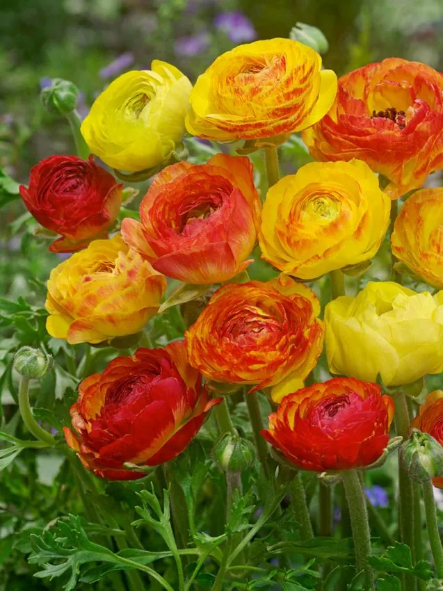 Ranunculus - Ranunculus Aviv Picotee Orange 5 buc marime 6+