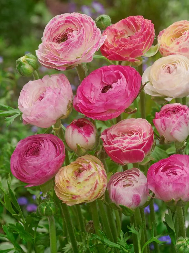 Ranunculus - Ranunculus Aviv Picotee Pink 5 buc
