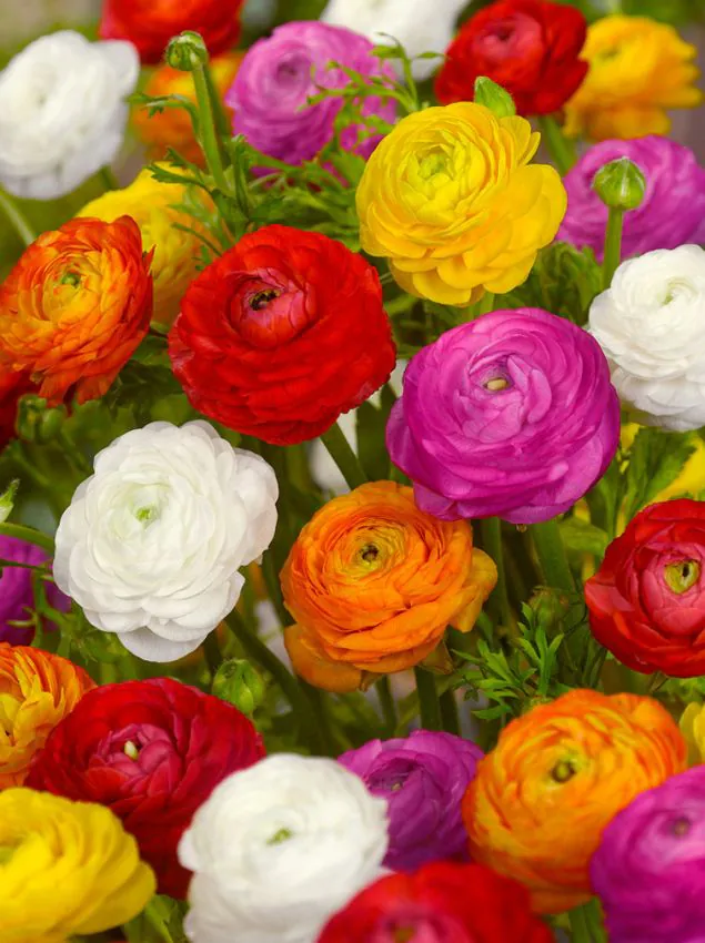 Ranunculus - Ranunculus Tomer mix pt ghiveci 5 buc marime 6/7
