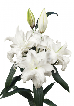 Crini Dubli Orientali - Crin trandafir Angela de un alb imaculat marime 22/24