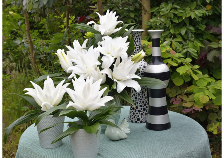 Crin trandafir Angela de un alb imaculat marime 22/24 [1]