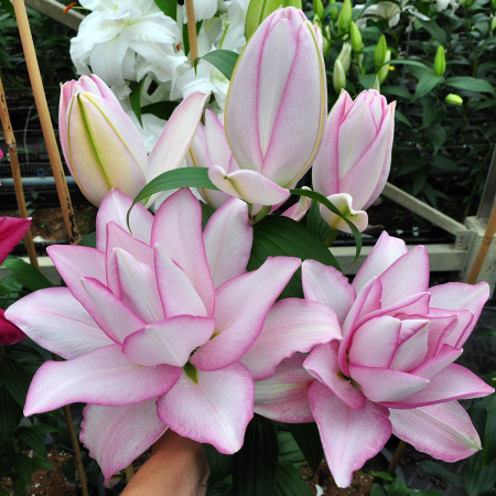 Crini Dubli Orientali - Crin trandafir roselily dublu oriental Anouska marime 18/20