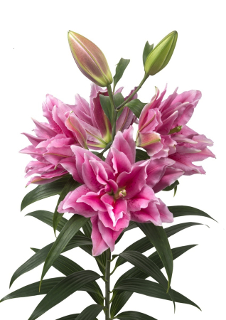 Crini Dubli Orientali - Crin dublu oriental, crin trandafir Ciara bulb mare 18/20