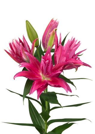 Crini Dubli Orientali - Crin dublu oriental , crin trandafir Gabriella marime 17/19