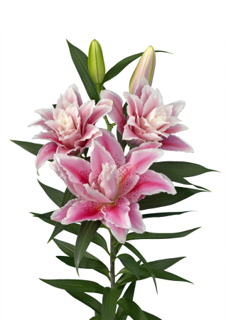 Crini Dubli Orientali - Crin oriental dublu, crin trandafir Javiera marime 19/21