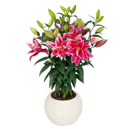 Crini Dubli Orientali - Crin trandafir pentru ghiveci Kyra 