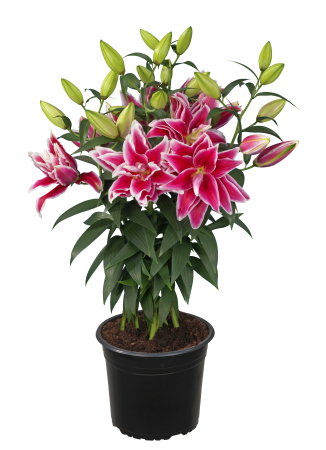 Crin trandafir pentru ghiveci Kyra  [1]