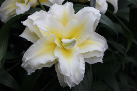 Crin dublu oriental , crin trandafir Ludwina marime 17/19 [1]